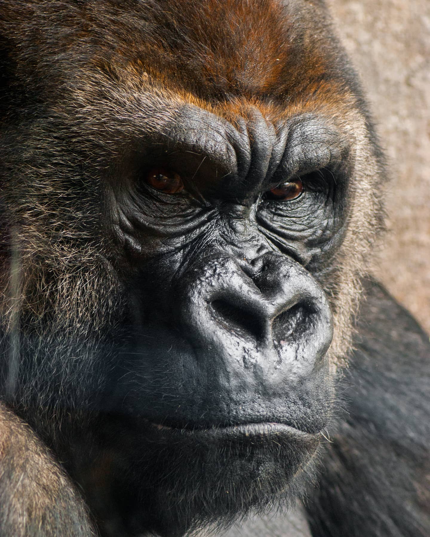 #animals #animal #bioparc #zoo #cara #face #canon #canonphotography #valencia #120mm #iso800 @bioparcvalencia #2010